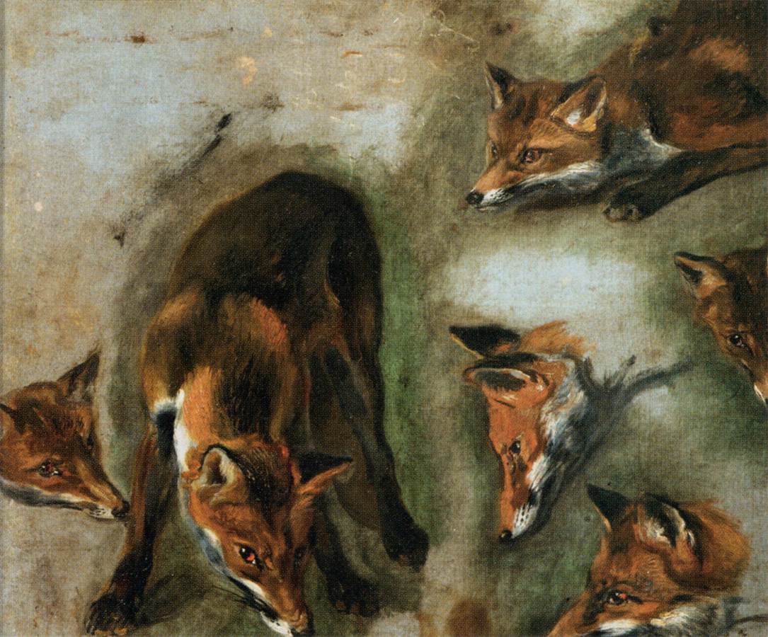 Studies of a Fox by BOEL, Pieter