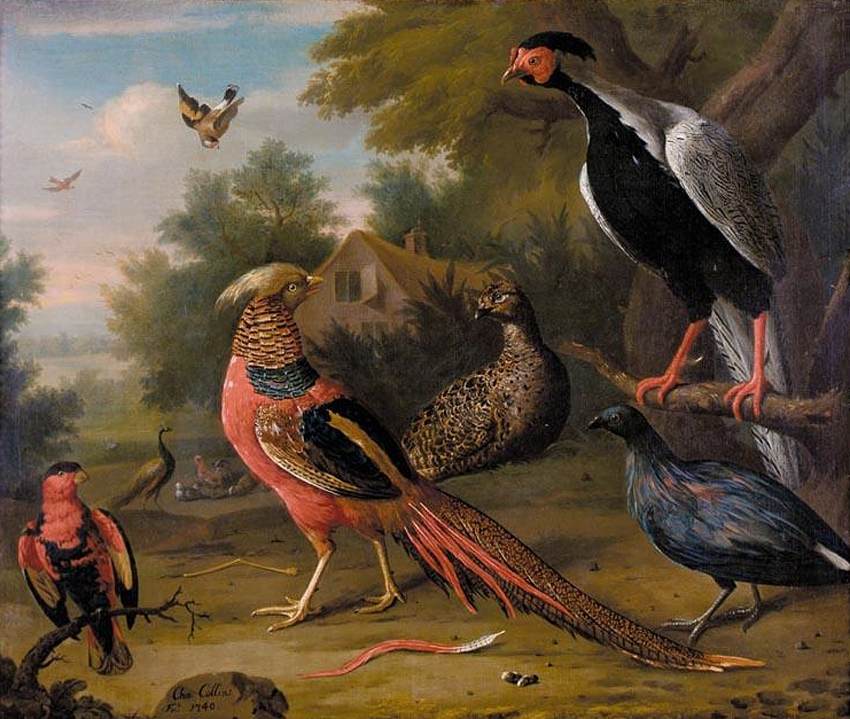 Exotic Pheasants and Other Birds by