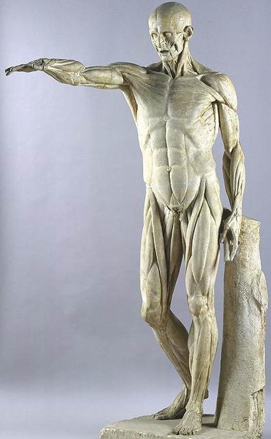 Flayed Man or Ecorché au bras tendu by