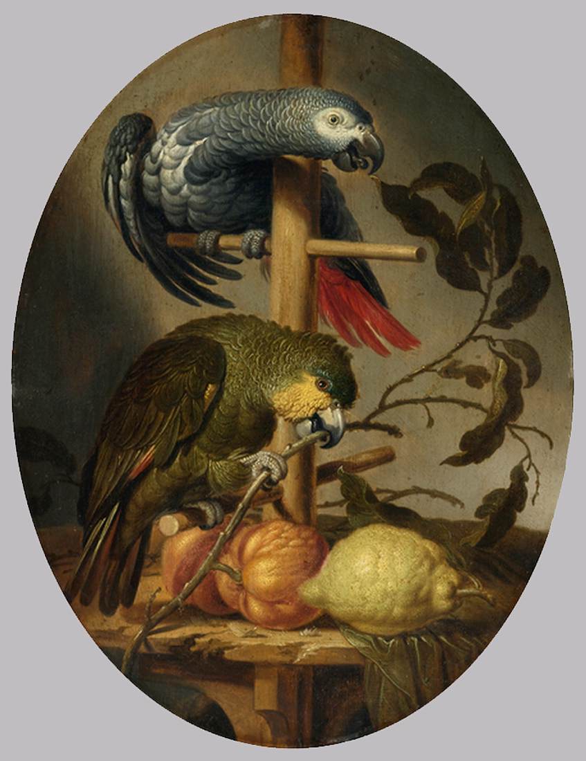 Parrots by MERCK, Jacob Fransz. van der