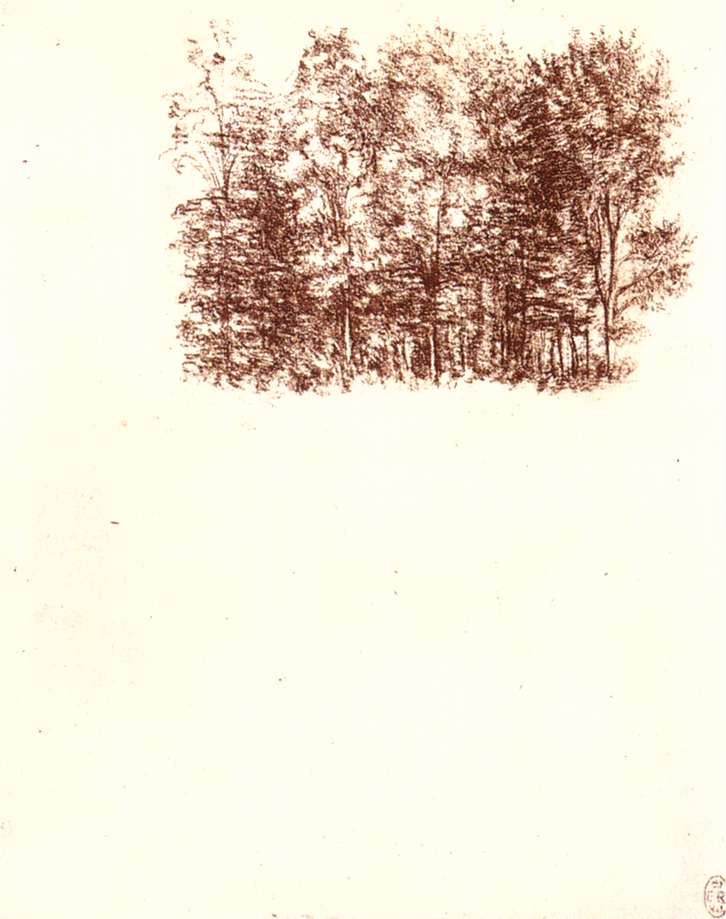 Birch copse by LEONARDO da Vinci