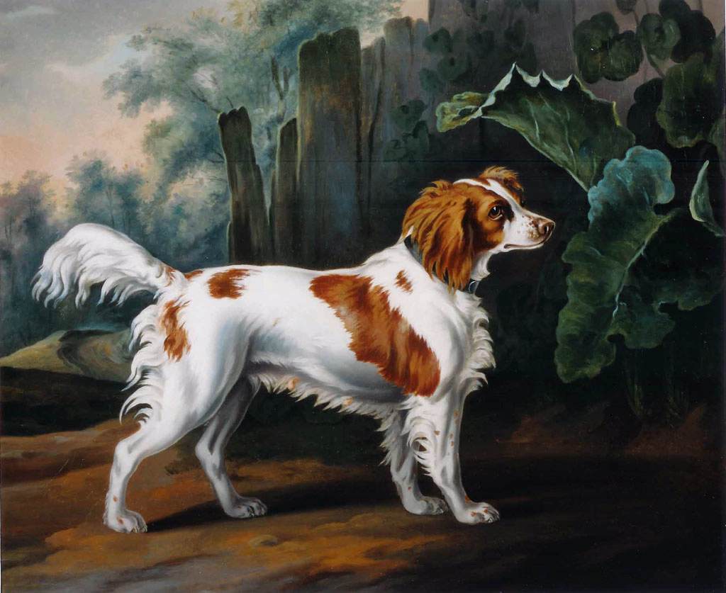 Welsh Springer Spaniel by