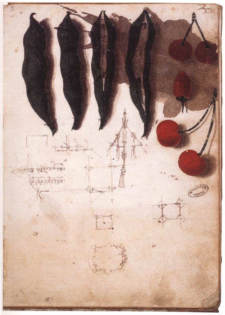 Fruit, vegetables and other studies by LEONARDO da Vinci