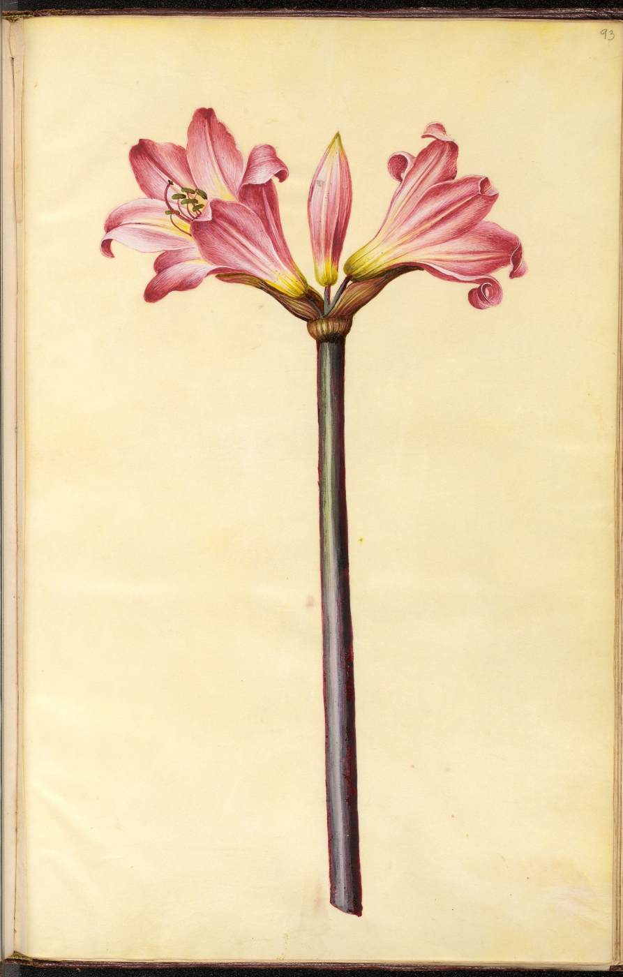 Moller Florilegium by HOLTZBECKER, Johannes Simon