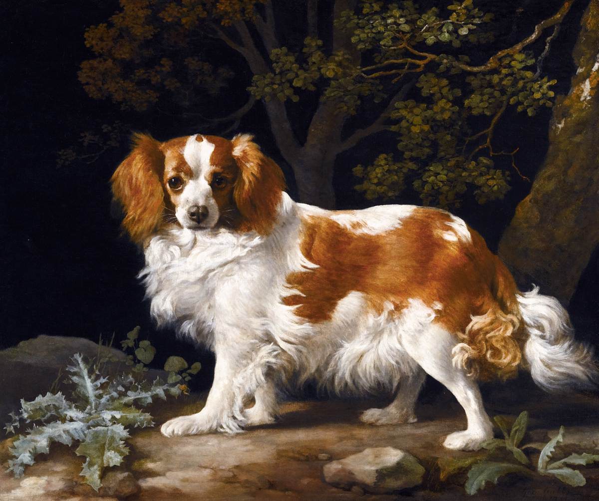 King Charles Spaniel by STUBBS, George