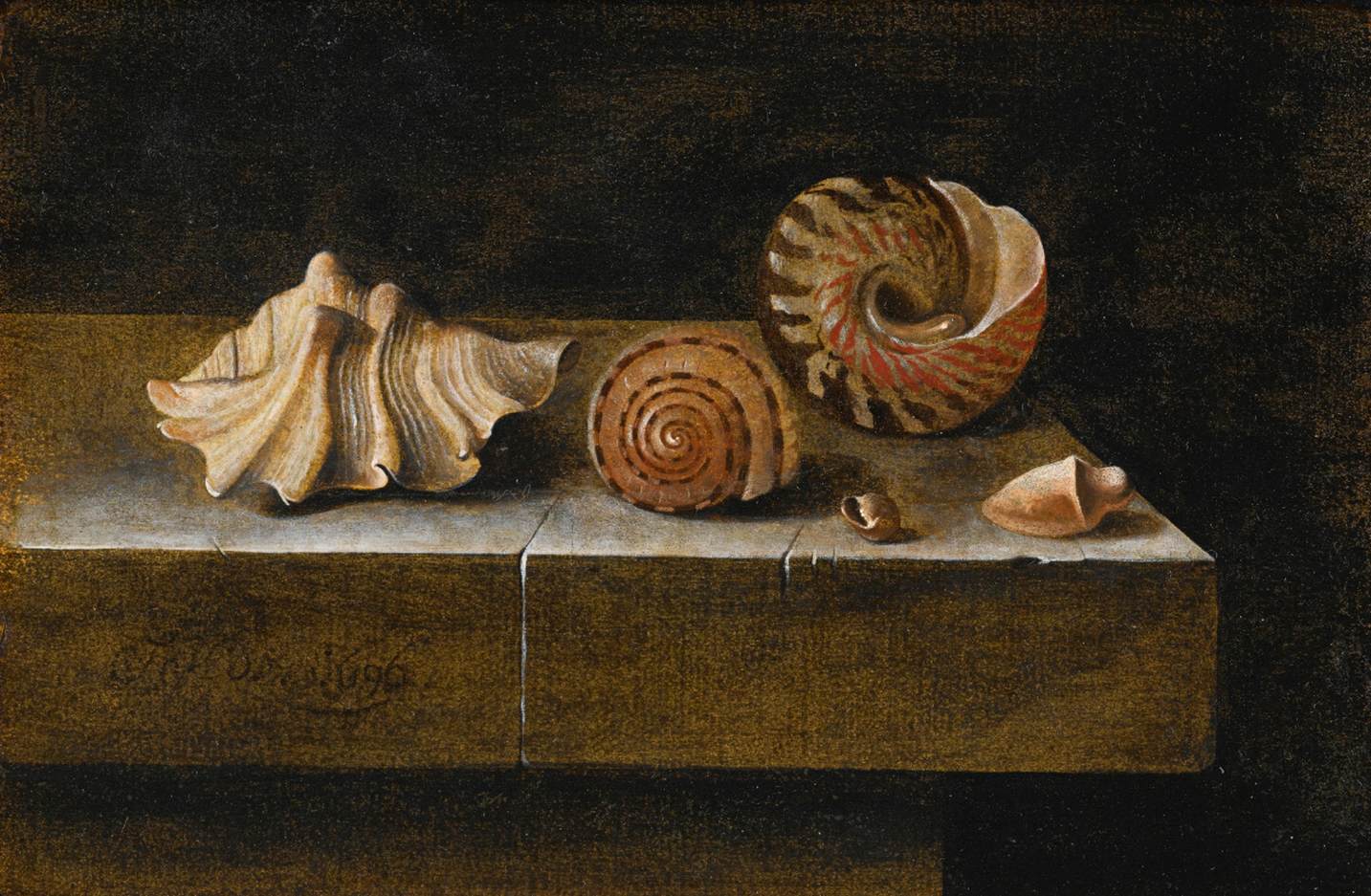 Still-Life with Sea Shells by COORTE, Adriaen