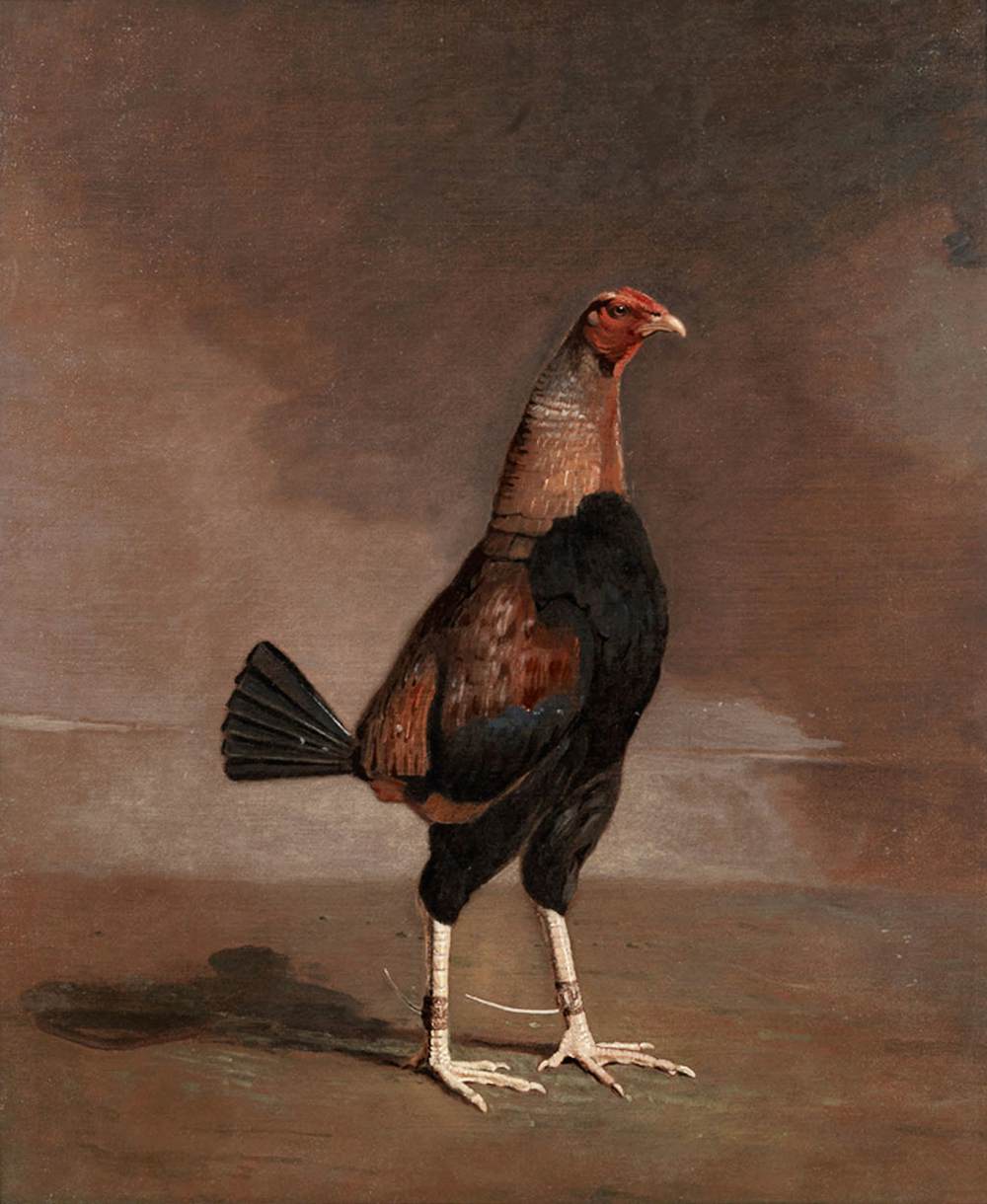 The Trimmed Cock by MARSHALL, Benjamin