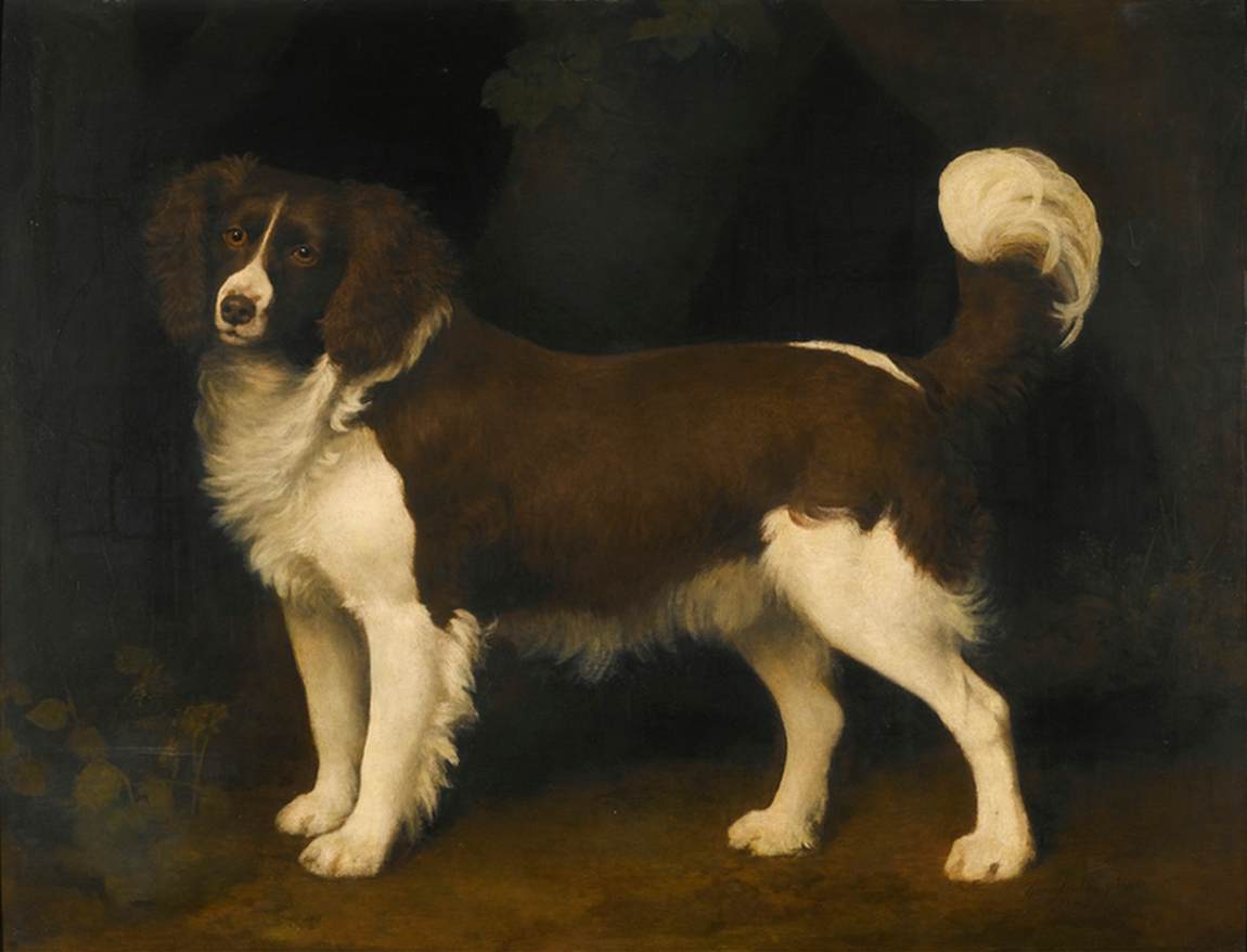 Portrait of a Dark Brown and White Newfoundland Spaniel by STUBBS, George