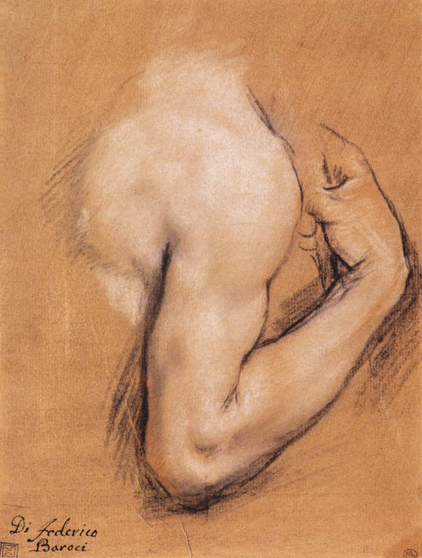 Study of a Bent Right Arm by BAROCCI, Federico Fiori