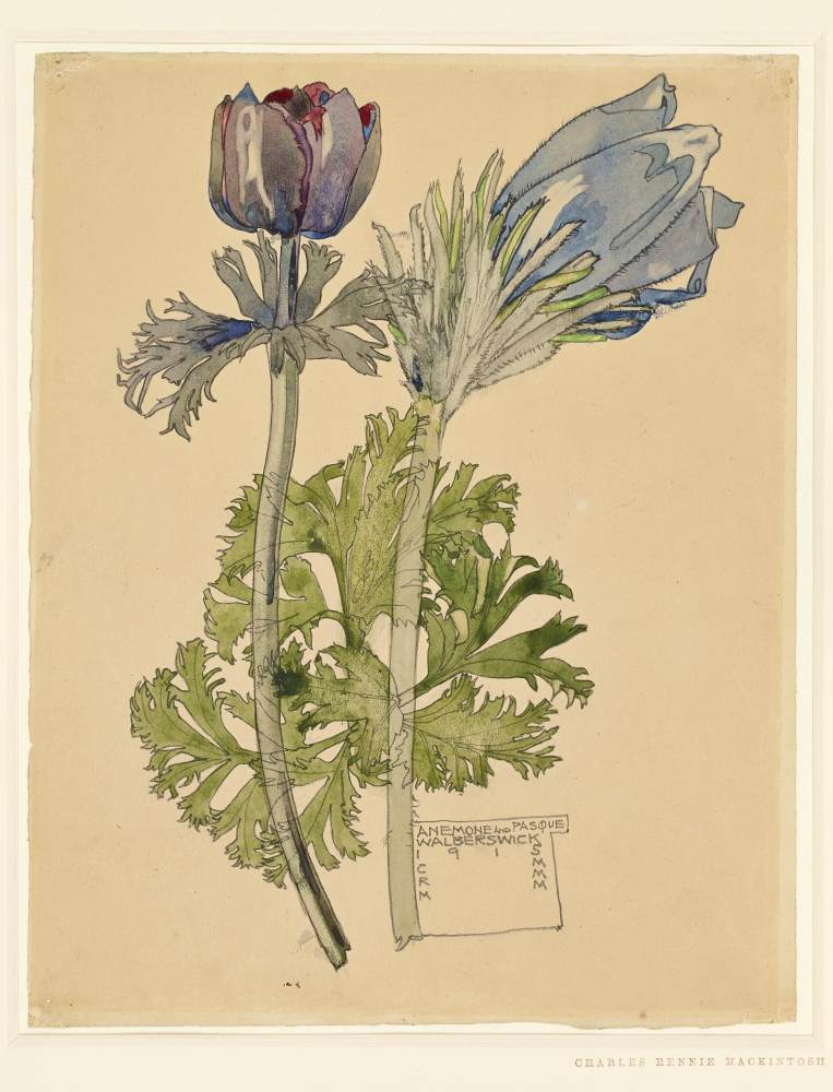 Two blue flowers by MACKINTOSH, Charles Rennie