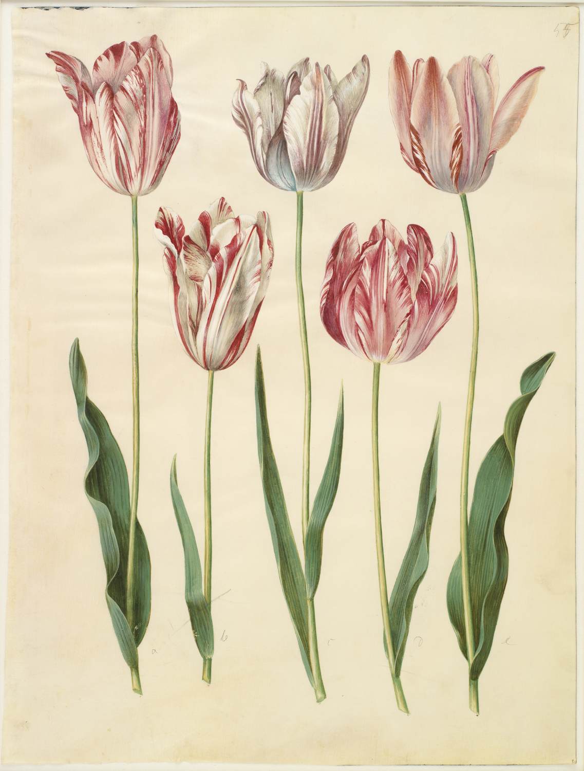 Gottorf Codex: Tulipa gesneriana by