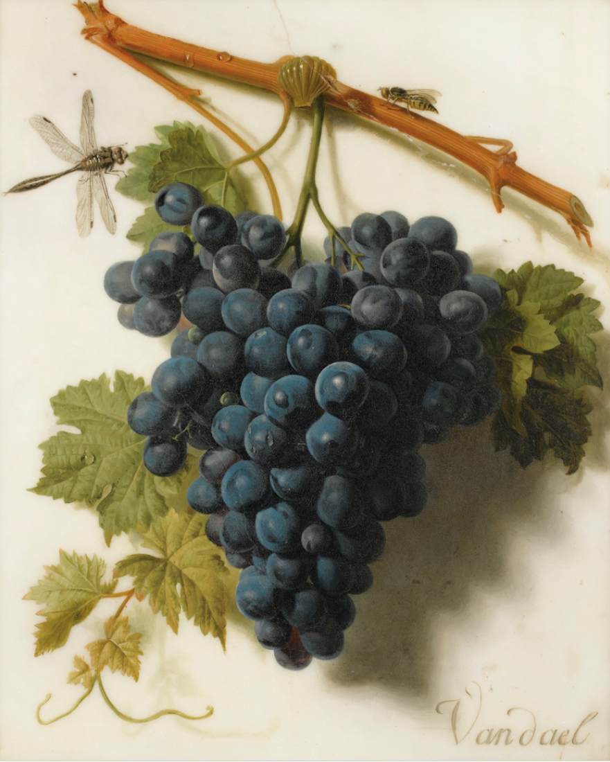 Grape's Cluster by DAEL, Jan Frans van