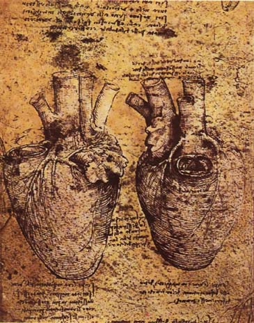 Heart and its Blood Vessels by LEONARDO da Vinci