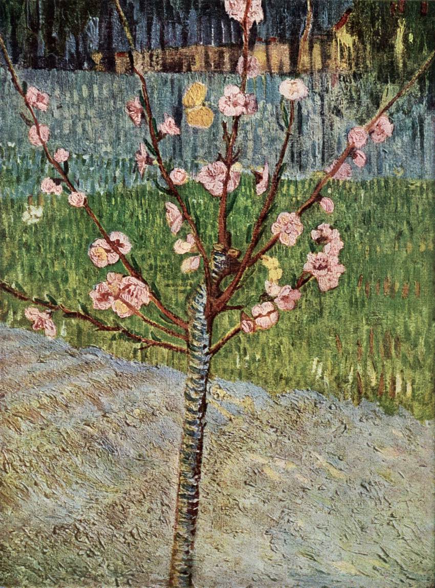 Almond Tree in Blossom by GOGH, Vincent van