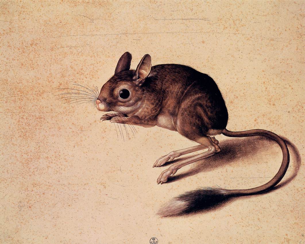 Gerbil by LIGOZZI, Jacopo