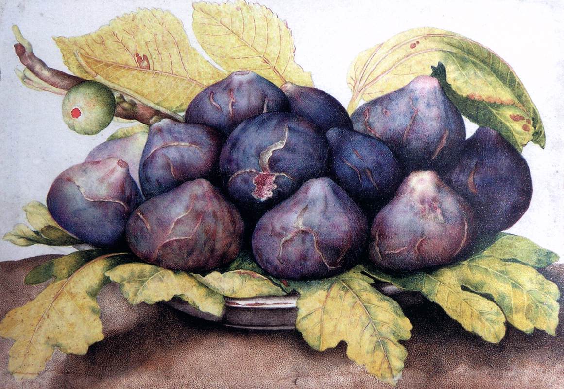 Plate of Figs by GARZONI, Giovanna