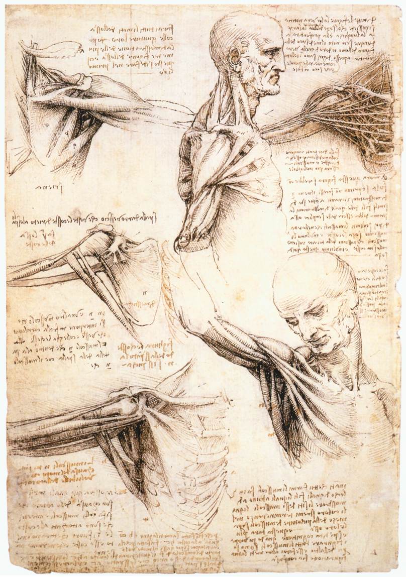 Anatomical studies of the shoulder by LEONARDO da Vinci