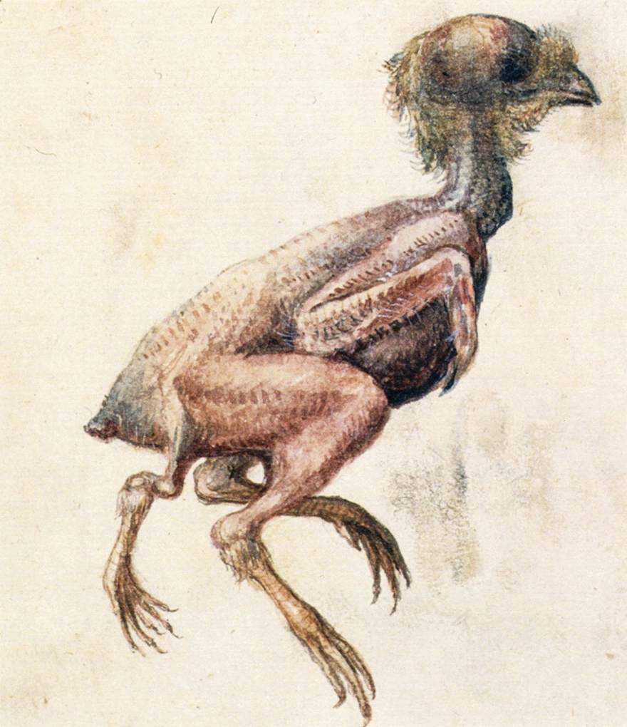 Study of a Featherless Three-Footed Chick by