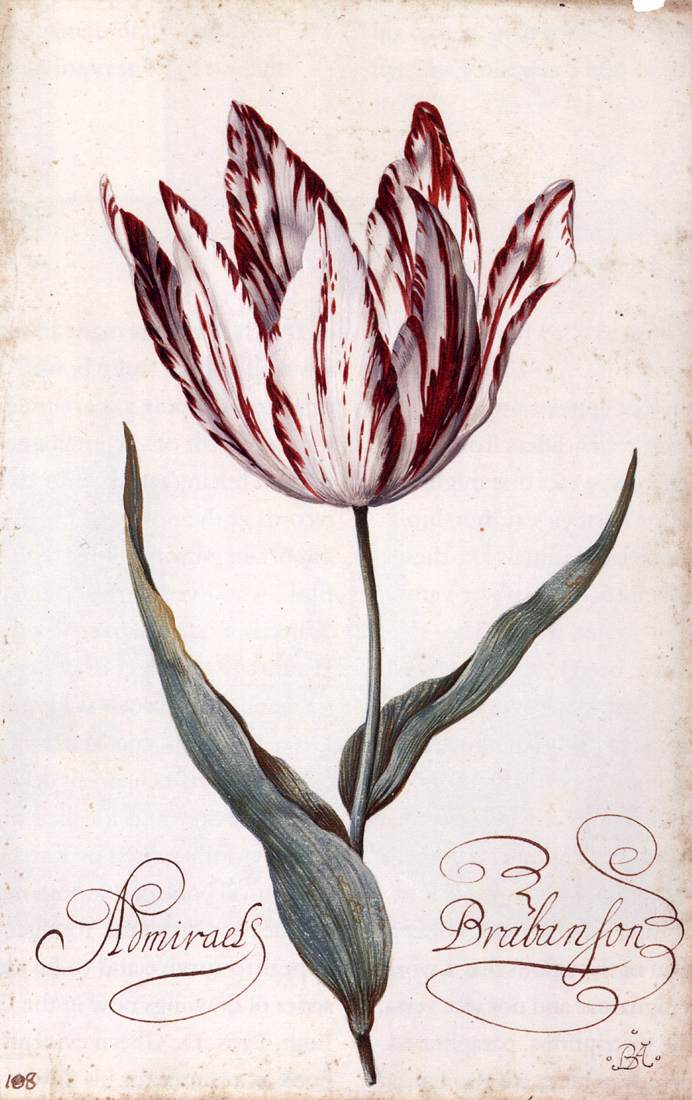 Tulip by AST, Balthasar van der