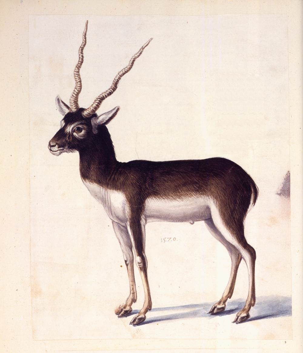 Blackbuck by ARCIMBOLDO, Giuseppe