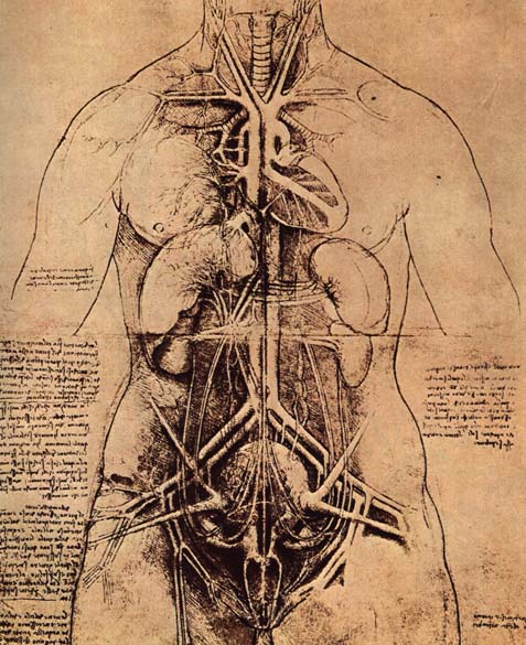 Drawing of a Woman's Torso by LEONARDO da Vinci