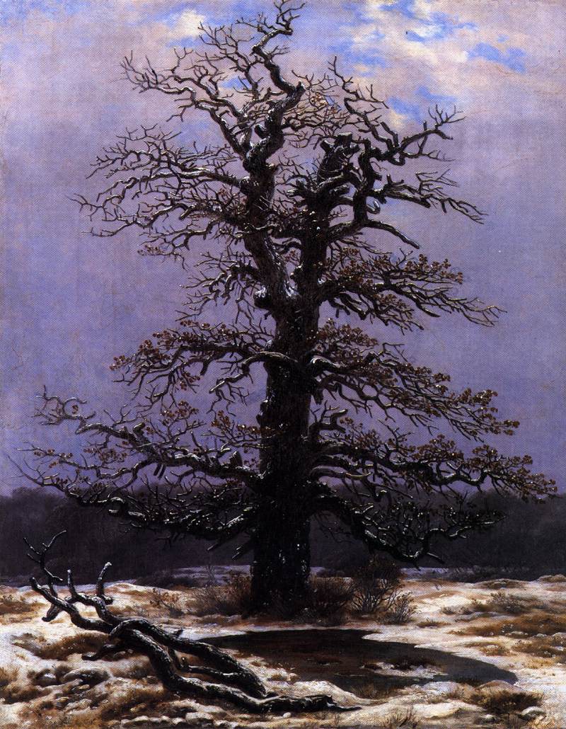 Oak in the Snow by