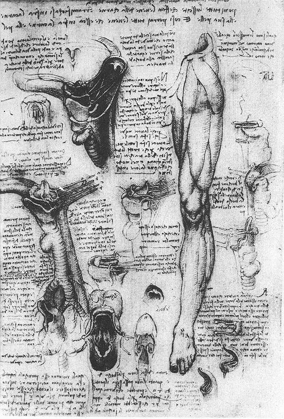 Anatomical studies (larynx and leg) by LEONARDO da Vinci