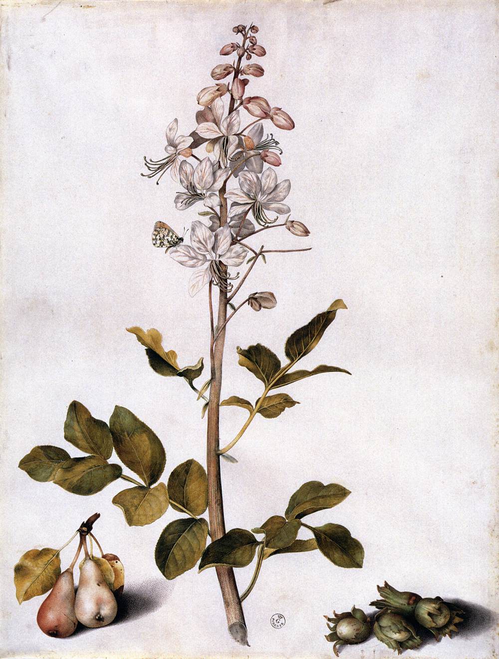 Branch of Dittany with Four Hazelnuts and Two Pears by GARZONI, Giovanna