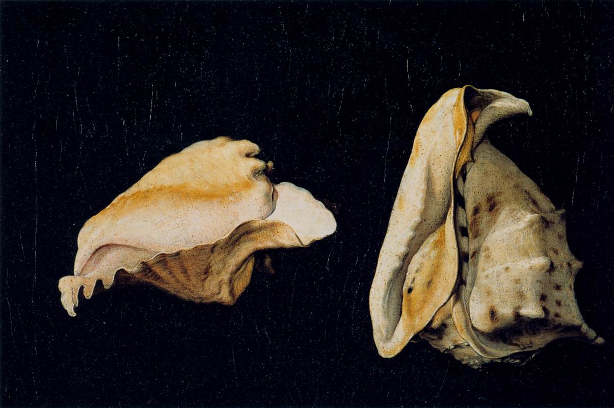 Two Shells by NAPOLETANO, Filippo