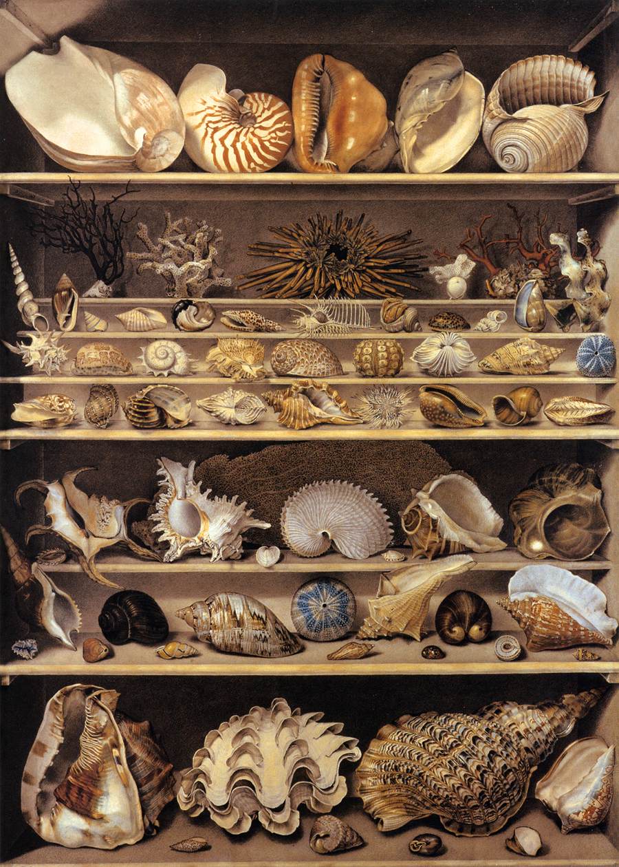 Selection of Shells Arranged on Shelves by