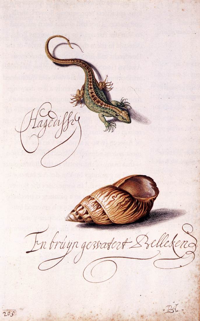 Lizard and Shell by