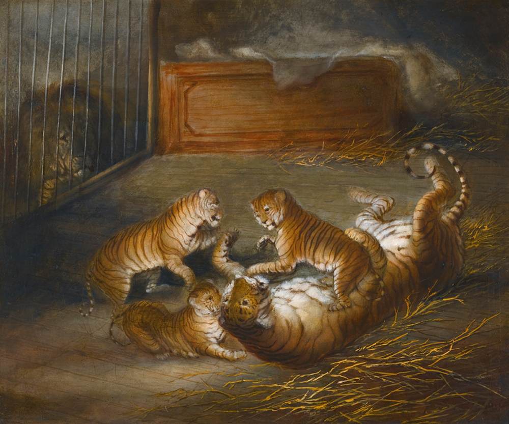 Three 'Liger' Cubs by