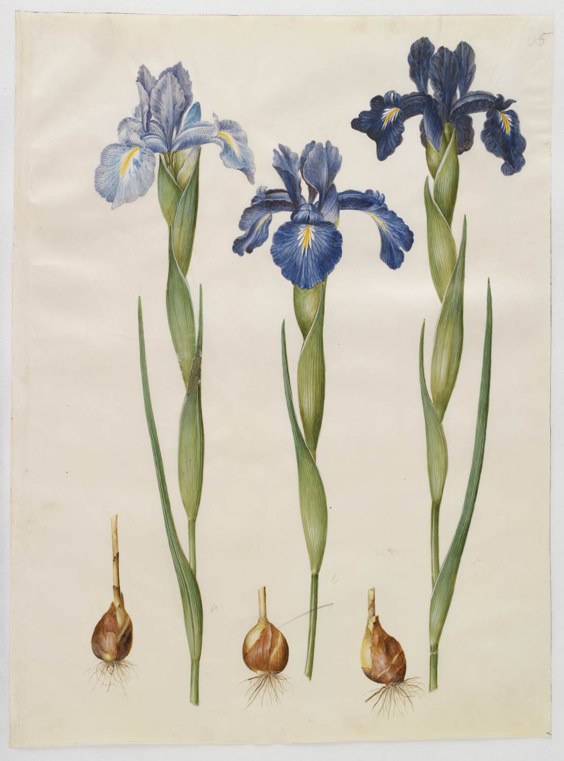 Gottorf Codex: Iris latifolia by