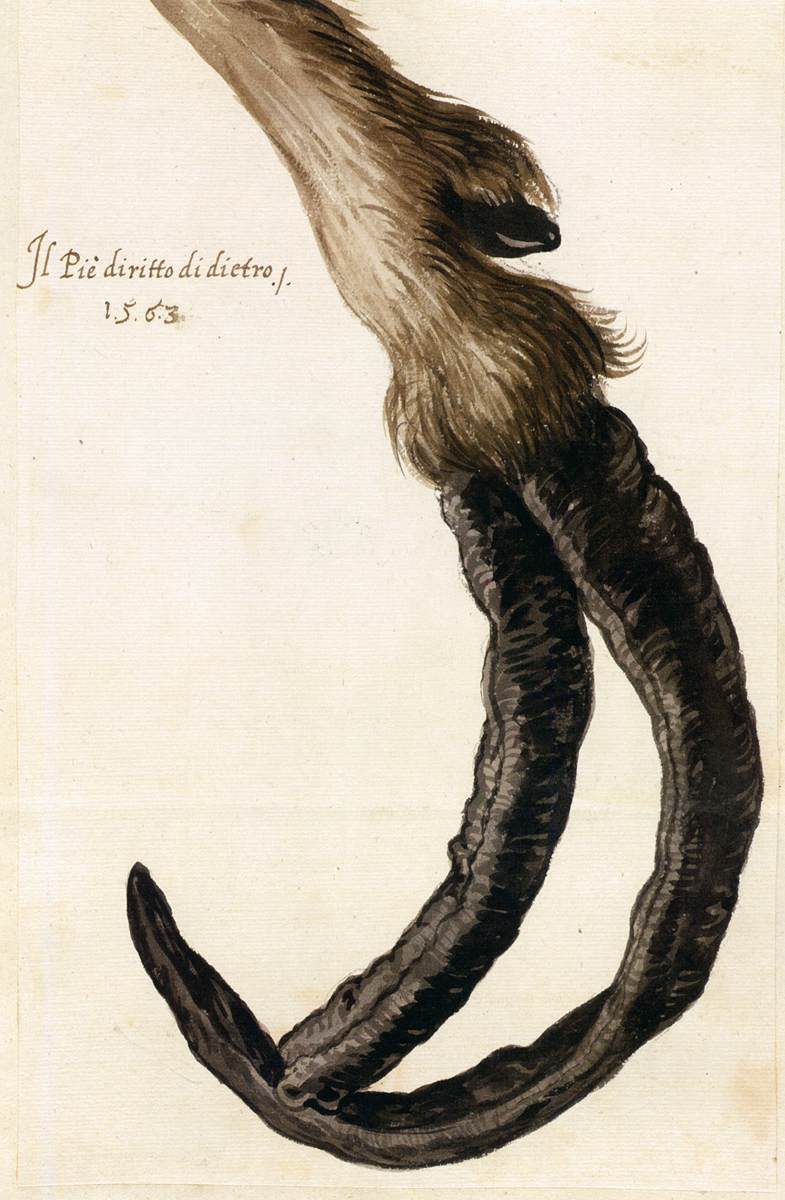 Study of a Goat's Deformed Hoof by ARCIMBOLDO, Giuseppe