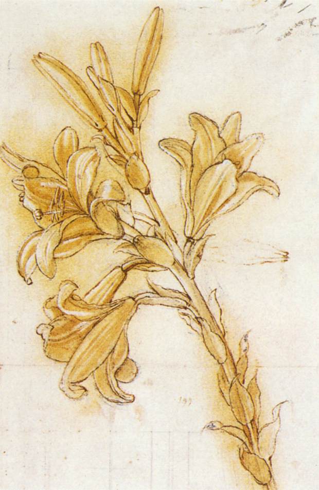 Lily (detail) by LEONARDO da Vinci