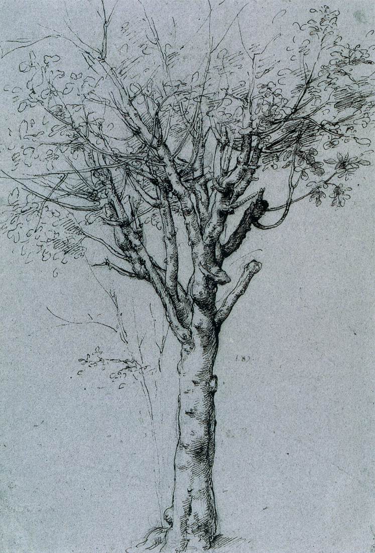 Study of a Tree by CESARE da Sesto