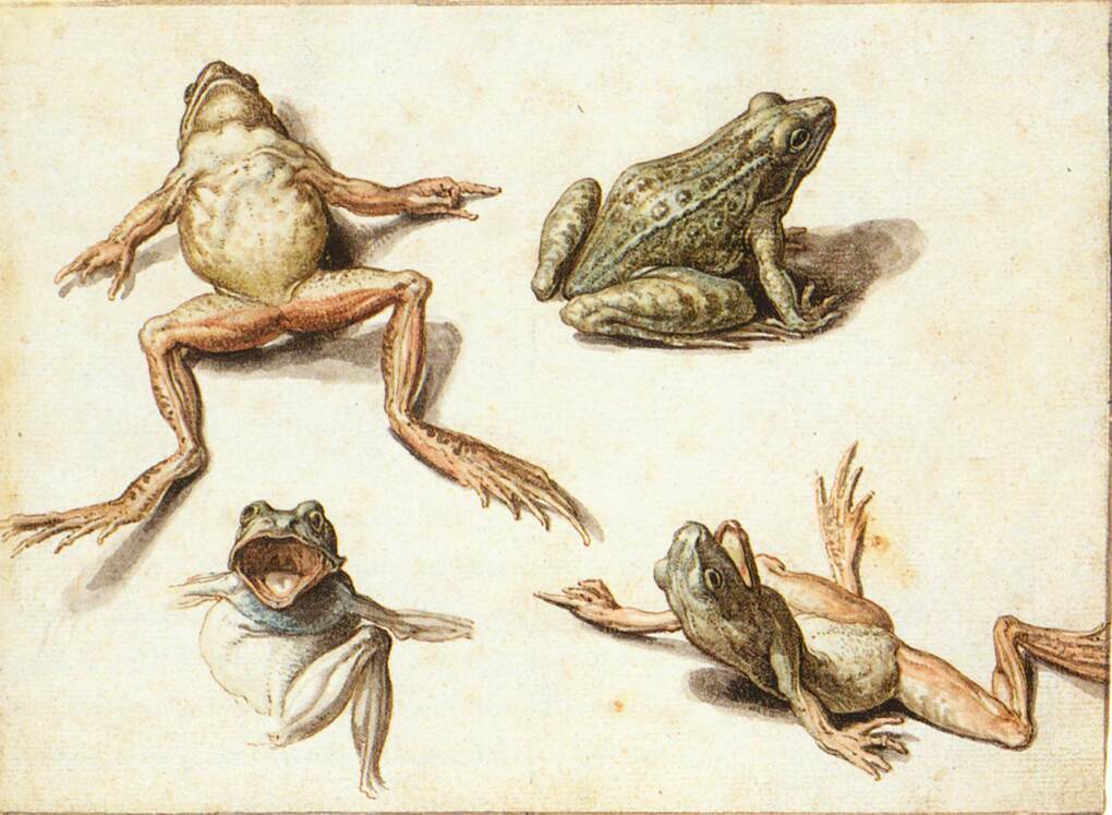 Four Studies of Frogs by