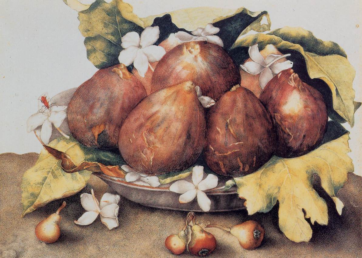 Figs by GARZONI, Giovanna