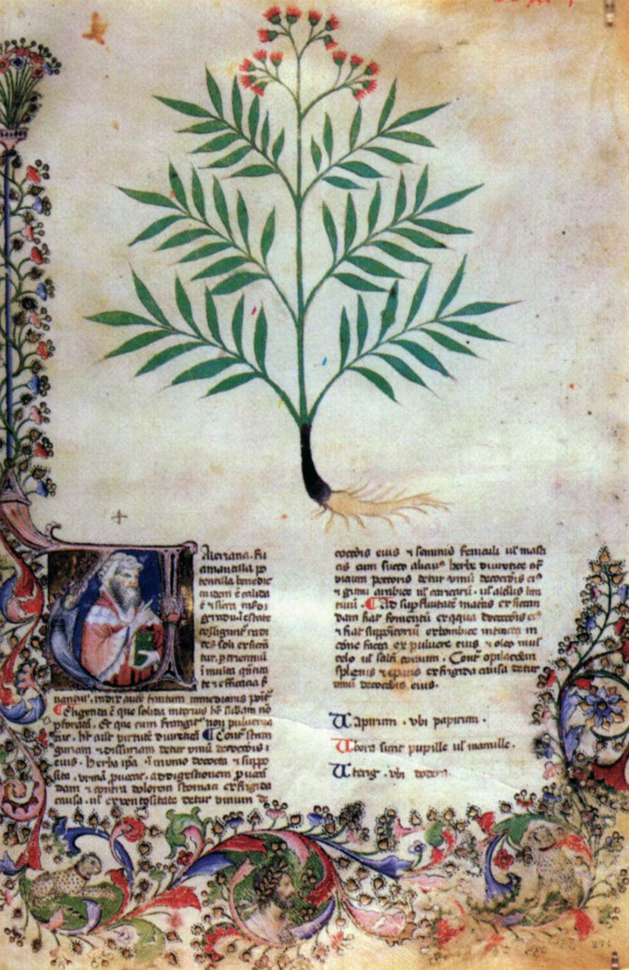 Tacuinum Sanitatis by GRASSI, Giovannino de'