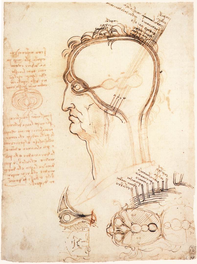 Comparison of scalp skin and onion by LEONARDO da Vinci