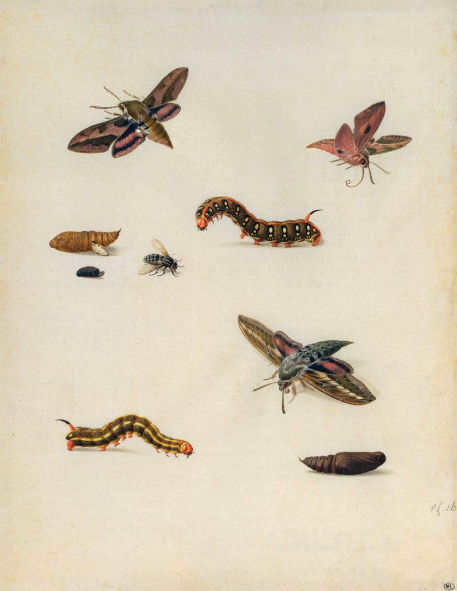 Insects by